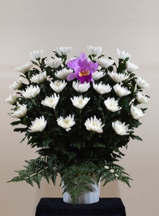 菊